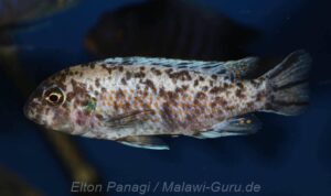 Labeotropheus fuelleborni 'Hora Mhango'